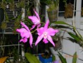 /album/fotogalerie-cattleya/dscn5626-1-jpg/